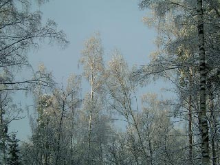 Лес и зимнее небо (фото)