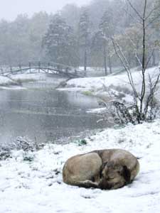 Пейзаж у пруда в Гольяново 14.10.2007. Только бродячим собакам такая погода нипочем... (фото)